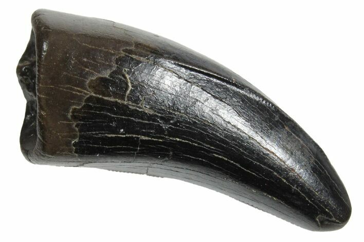 Serrated, Tyrannosaur (Nanotyrannus) Tooth - Montana #350402